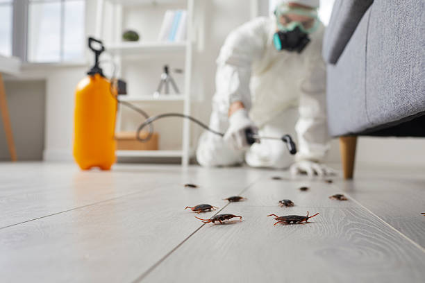 Commercial Kitchen Cockroach Control in La Verkin